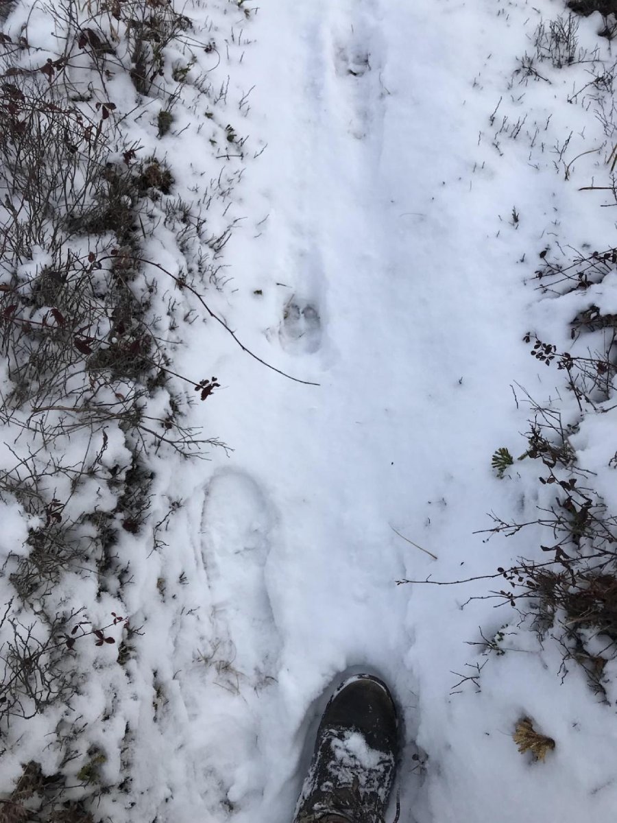 Wilderness Winter Backpacking