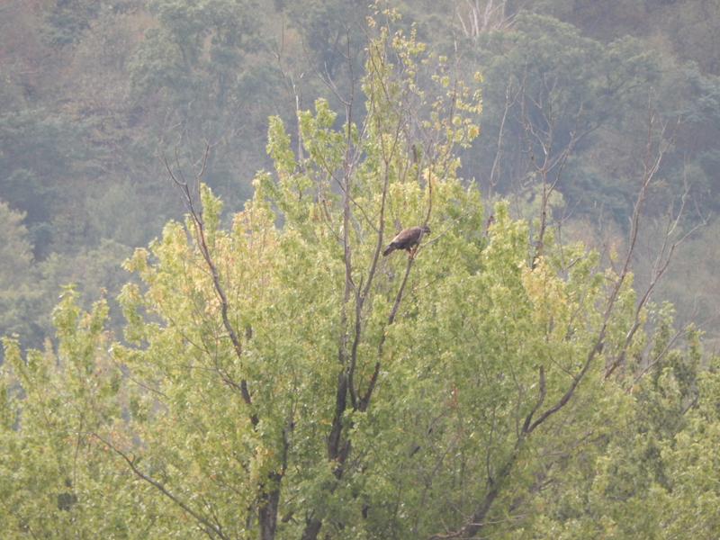 Immature Bald Eagle