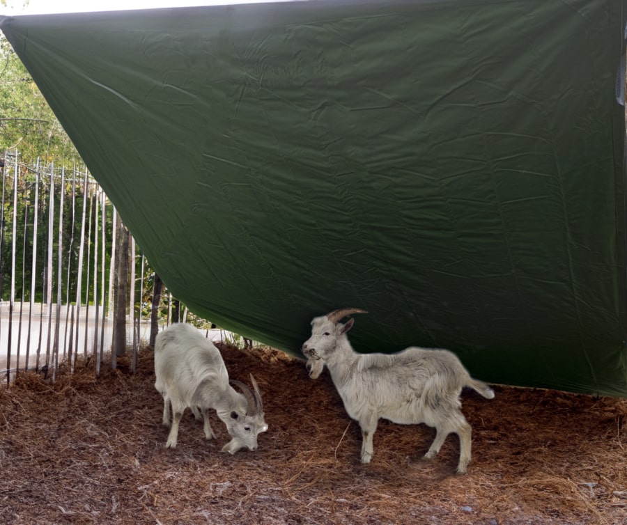TARP WITH GOATS